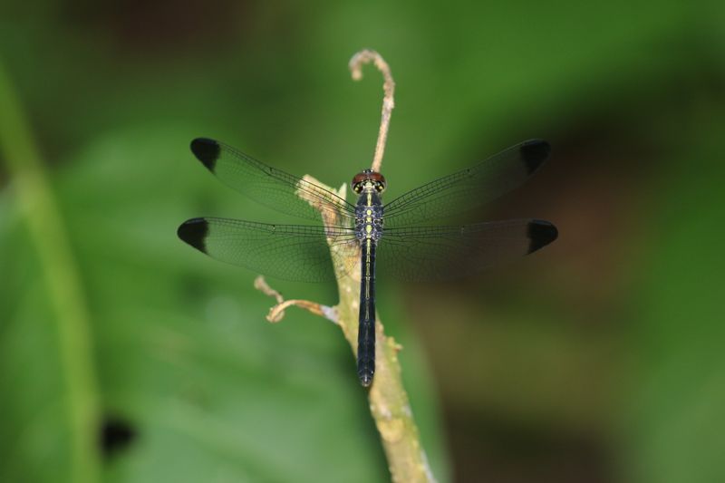 Emerald-banded Skimmer (Cratilla lineata)