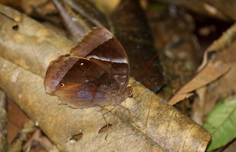 Dark Blue Jungle Glory (Thaumantis klugius)
