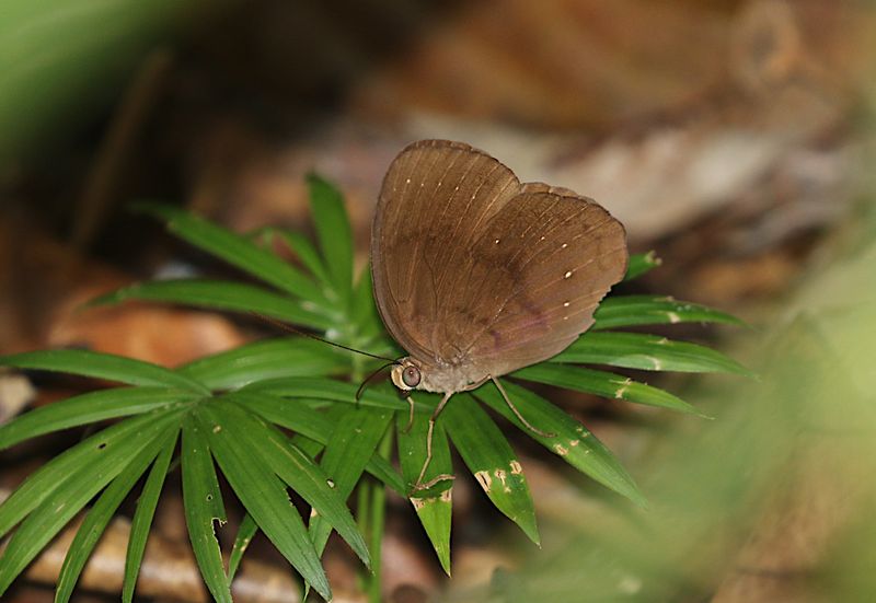 Common Faun (Faunis canens)
