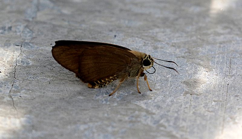 Brown Awl (Badamia exclamationis)