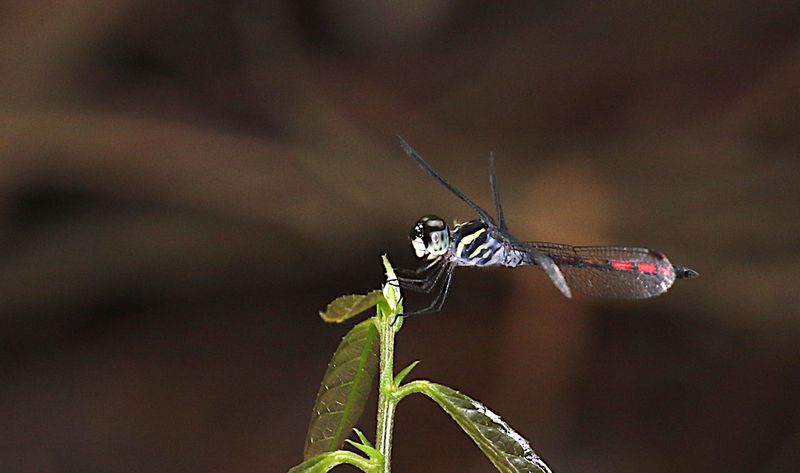 Striped Grenadier (Nesoxenia lineata)