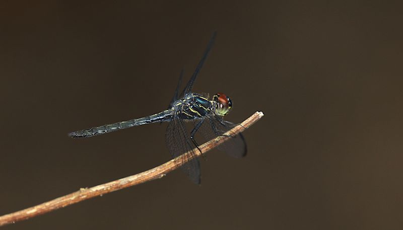 Emerald-banded Skimmer (Cratilla lineata)