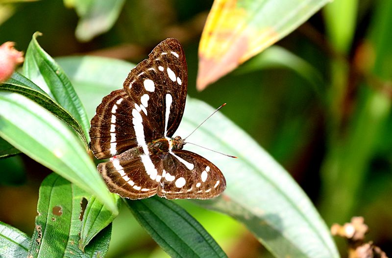 Unbroken Sergeant (Athyma pravara)