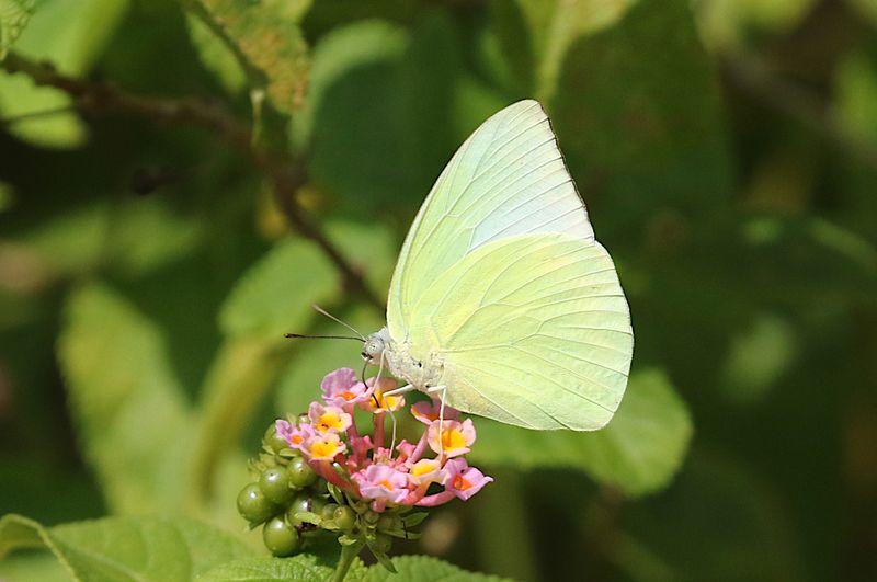 Lemon Migrant (Catopsilia pomona)