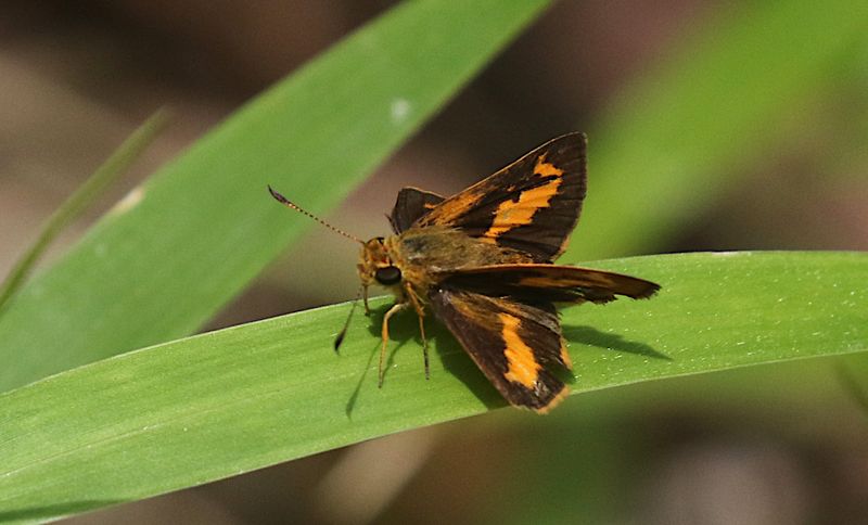 Common Dartlet (Oriens gola)