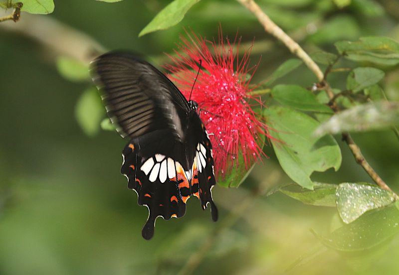Common Mormon Swallowtail (Papilio polytes)