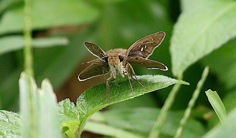 Small Branded Swift (Pelopidas mathias)