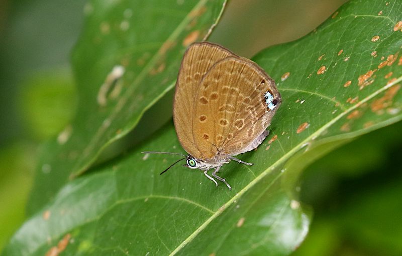 Major Yellow Oakblue (Arhopala major)