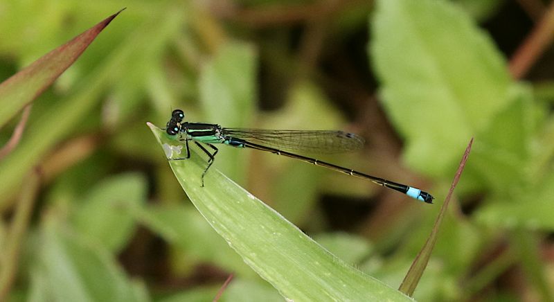 Common Bluetail (Ischnura senegalensis)