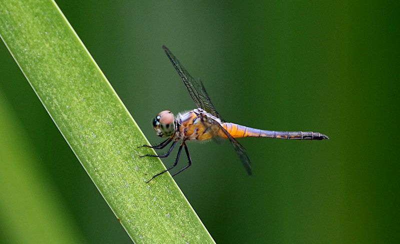 Oriental Blue Dasher (Brachydiplax chalybea)