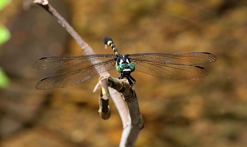 Macrogomphus kerri