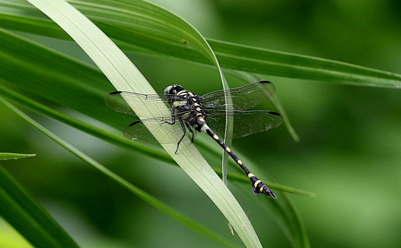  Ictinogomphus rapax (Indian Common Clubtail)