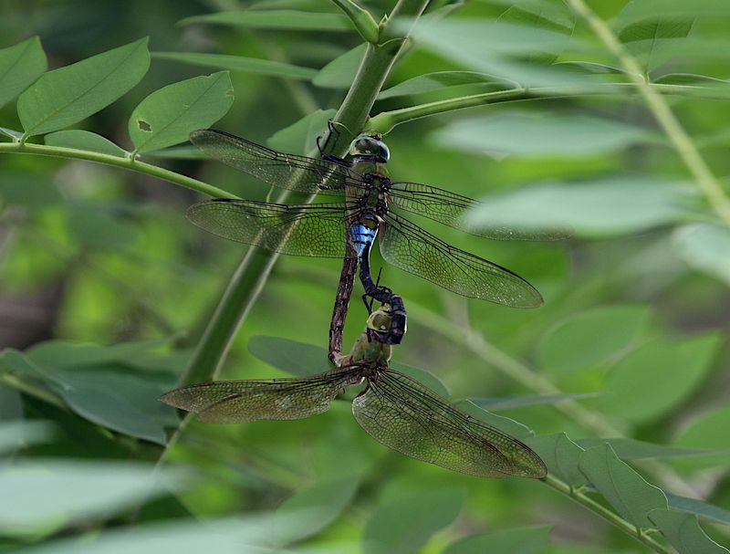 Pale-spotted Emperor (Anax guttatus)