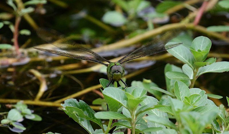Pale-spotted Emperor (Anax guttatus)