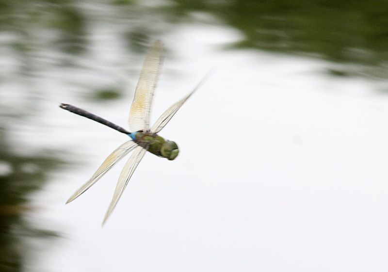 Pale-spotted Emperor (Anax guttatus)