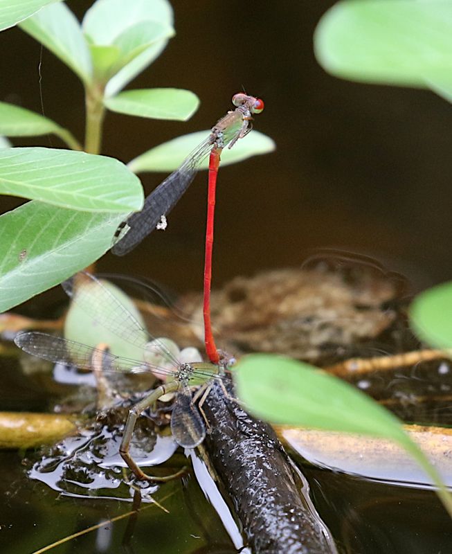 Fiery Coraltail (Ceriagrion chaoi)