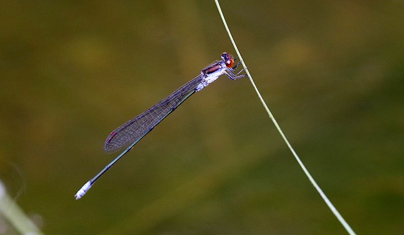 Grey Sprite (Pseudagrion pruinosum)
