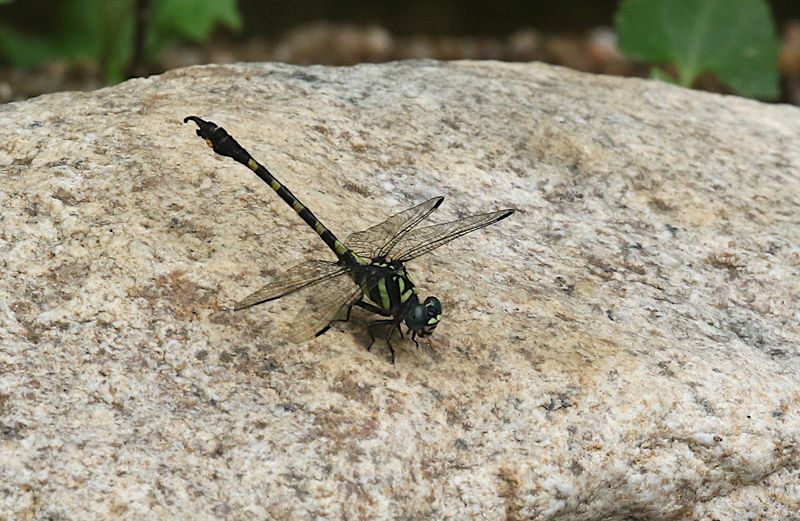 Tawny Hooktail (Paragomphus capricornis)
