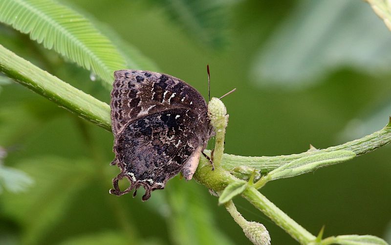 Many-tailed Oakblue (Thaduka multicaudata)