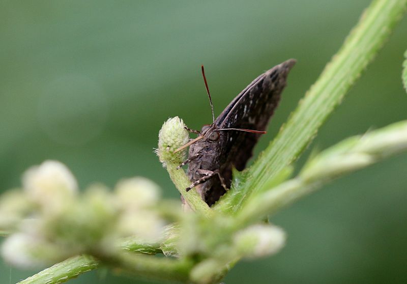 Many-tailed Oakblue (Thaduka multicaudata)