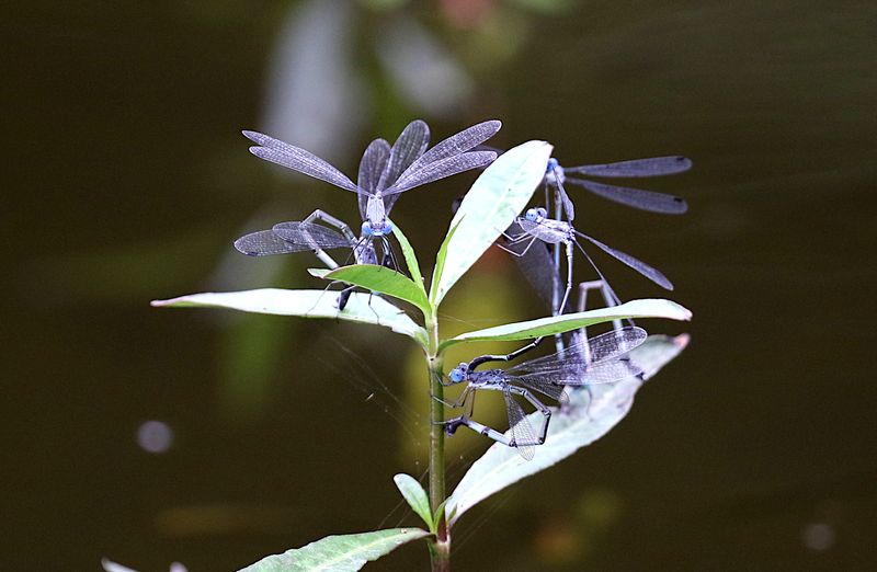 Forest Spreadwing (Lestes dorothea)