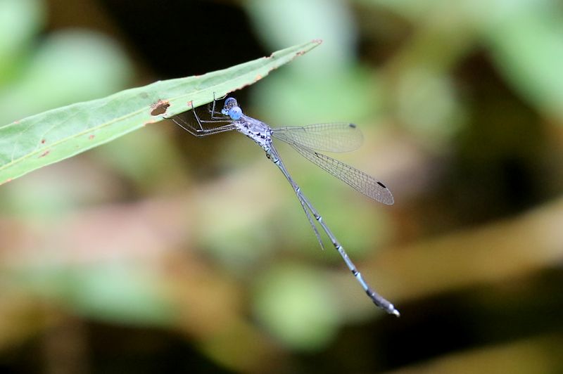 Forest Spreadwing (Lestes dorothea)