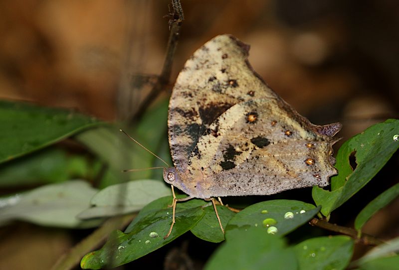 Dark Evening Brown (Melanitis phedima)
