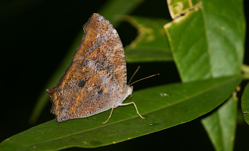 Dark Evening Brown (Melanitis phedima)