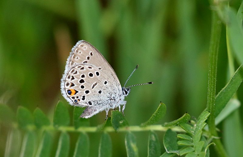 Violett Blvinge (Agriades optilete) Craneberry Blue