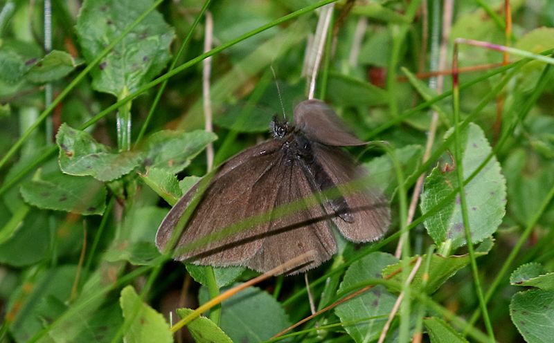 Luktgrsfjril (Aphantopus hyperantus) Ringlet