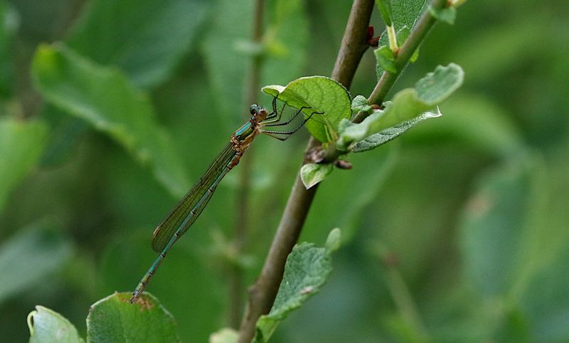 Pudrad Smaragdflickslnda (Lestes sponsa) Common Spreadwing