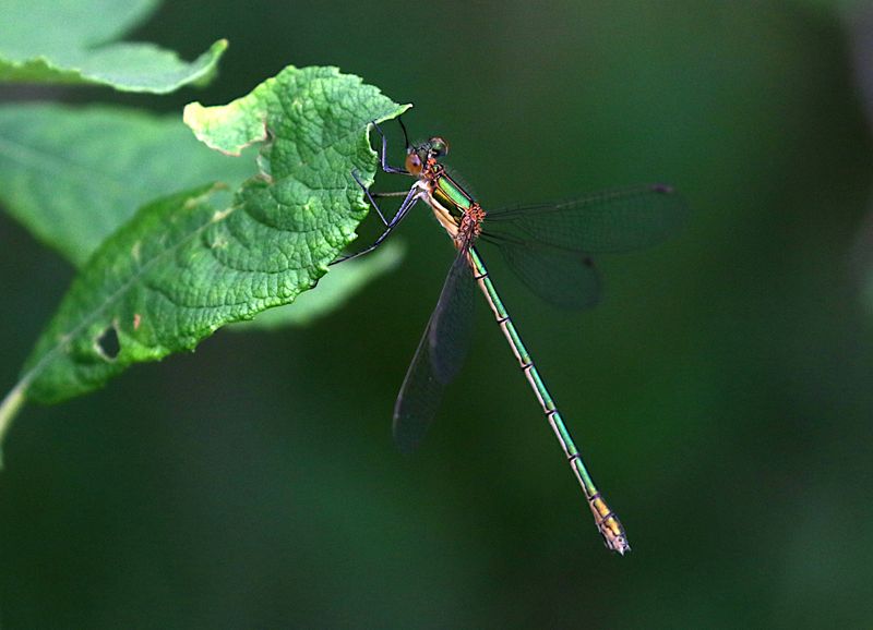 Pudrad Smaragdflickslnda (Lestes sponsa) Common Spreadwing