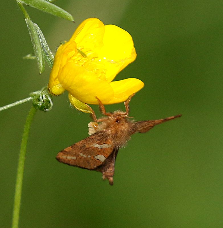 Gold Swift (Phymatopus hecta) Luktgrsfjril 