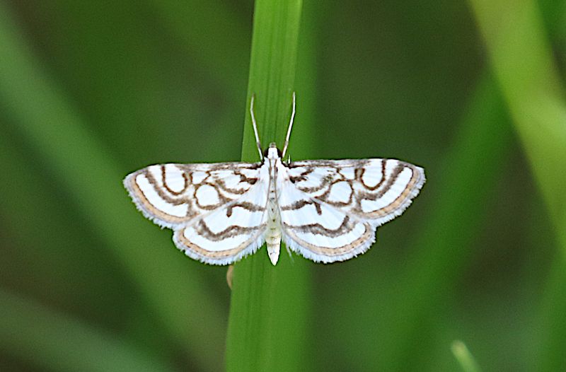 Beautiful China-Mark (Nymphula nitidulata) Dammott