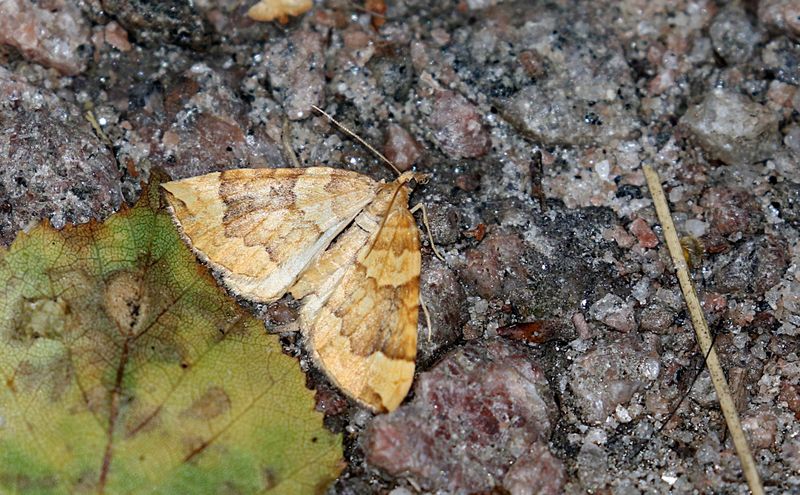 The Northern Spinach (Eulithis populata) Blbrsparkmtare 