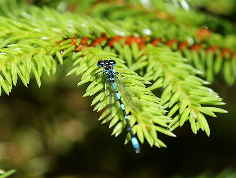 Mrk Lyrflickslnda (Coenagrion pulchellum) Variable Bluet