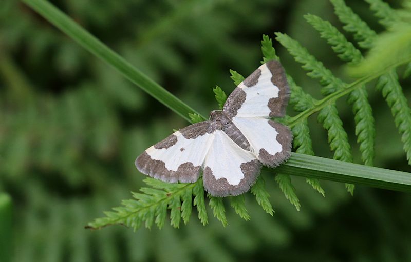Mindre Flckmtare (Lomaspilis marginata) Clouded Border