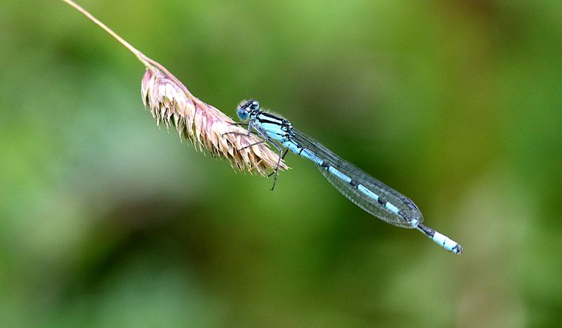 Sjflickslnda (Enallagma cyathigerum) Common Blue Damselfly