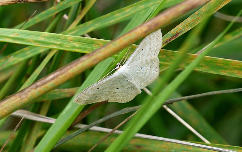  ngslvmtare (Scopula immutata) Lesser Cream Wave