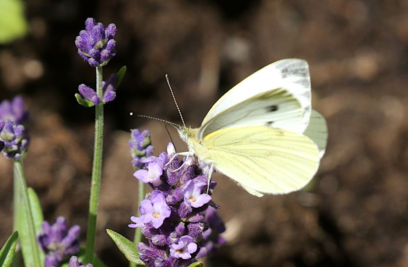 Rapsfjril (Pieris napi) Green-veined White