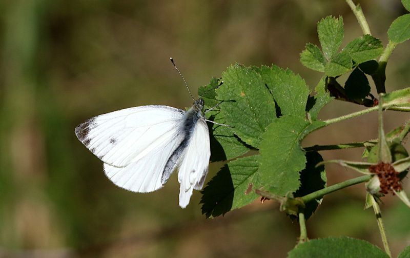 Rapsfjril (Pieris napi) Green-veined White