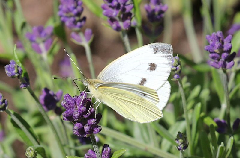 Rapsfjril (Pieris napi) Green-veined White