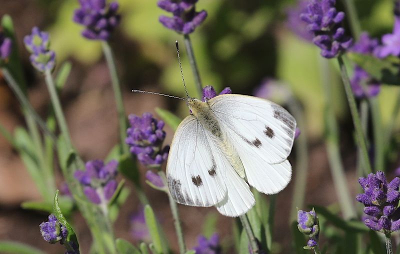 Rapsfjril (Pieris napi) Green-veined White