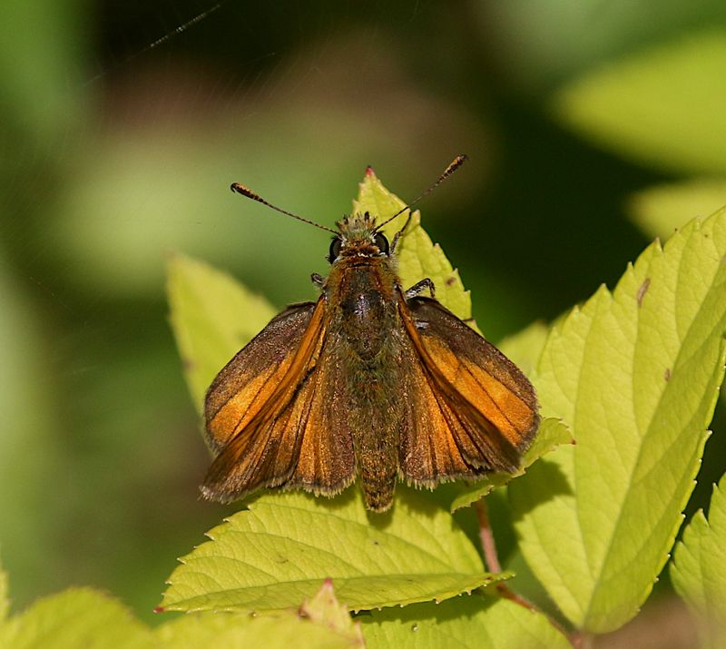 ngssmygare (Ochlodes sylvanus) Large Skipper
