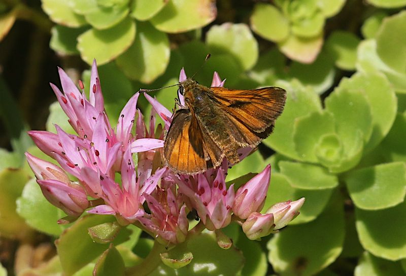 ngssmygare (Ochlodes sylvanus) Large Skipper