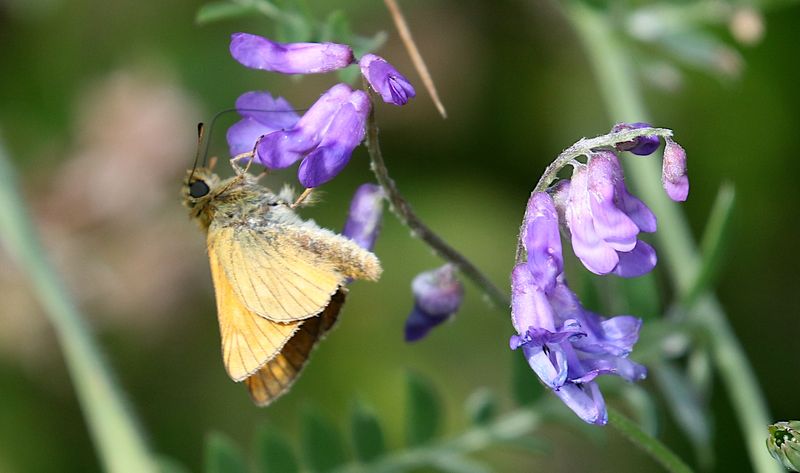 ngssmygare (Ochlodes sylvanus) Large Skipper