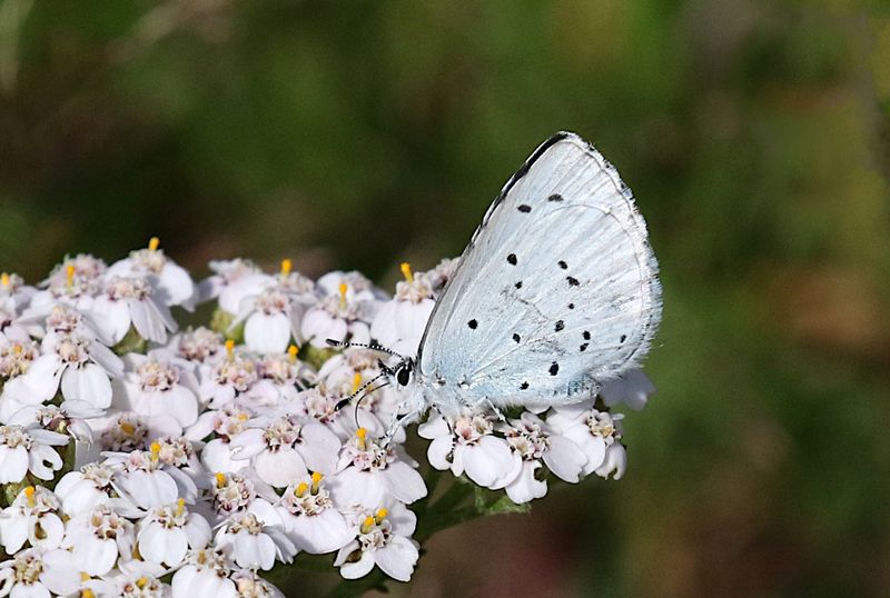 Ljungblvinge (Plebejus argus) Silver-studded Blue