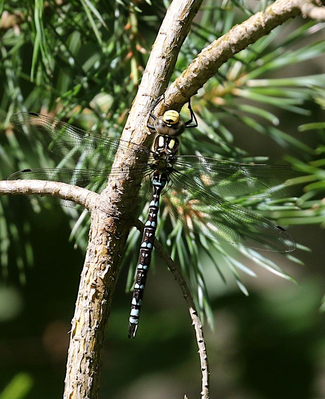 Blgrn Mosaikslnda (Aeshna cyanea) Southern Hawker