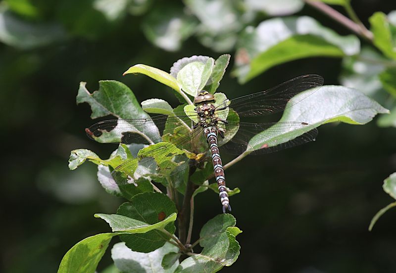 Blgrn Mosaikslnda (Aeshna cyanea) Southern Hawker