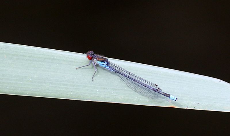 Strre Rdgonflickslnda (Erythromma najas) Red-eyed Damselfly